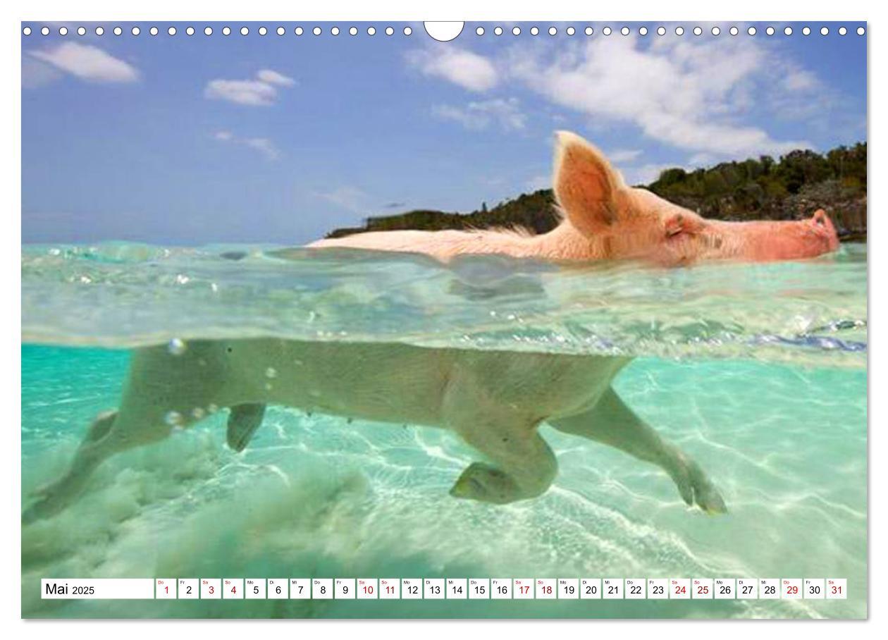 Bild: 9783435421169 | Schweine im Dauerurlaub auf den Bahamas! (Wandkalender 2025 DIN A3...