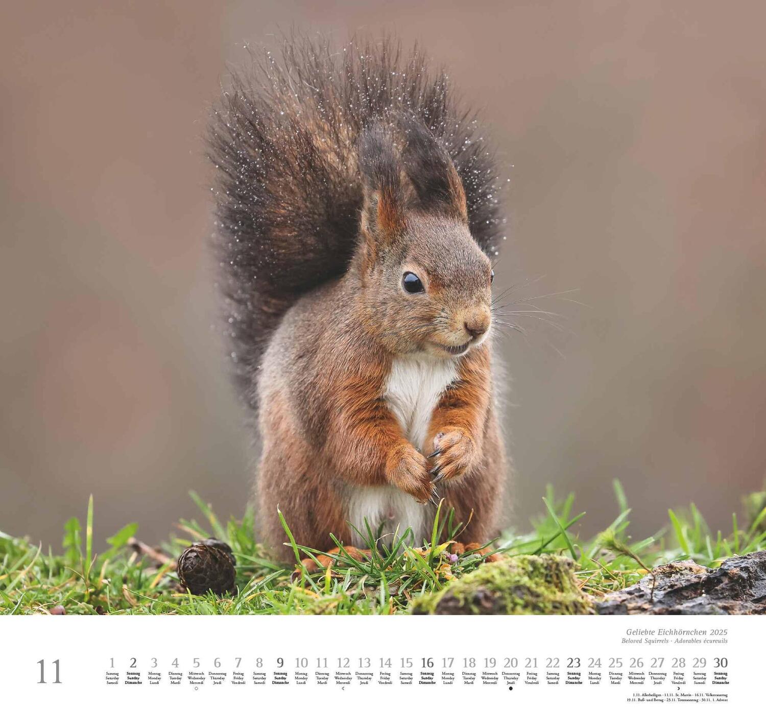 Bild: 4250809652696 | Geliebte Eichhörnchen 2025 - DUMONT Wandkalender - mit den...