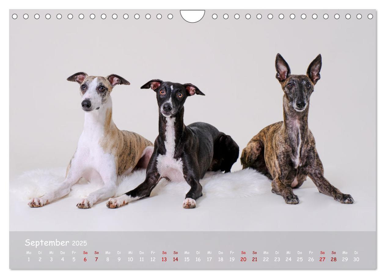 Bild: 9783383857133 | Whippets - Seelenhunde fürs Leben (Wandkalender 2025 DIN A4 quer),...