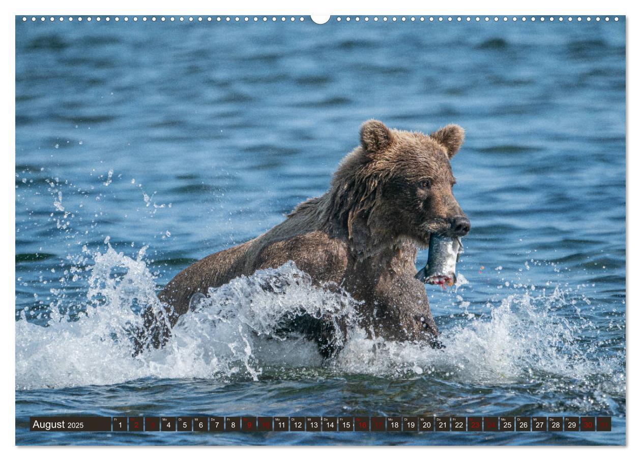 Bild: 9783435187218 | Grizzlybären im Katmai Nationalpark Alaska (Wandkalender 2025 DIN...