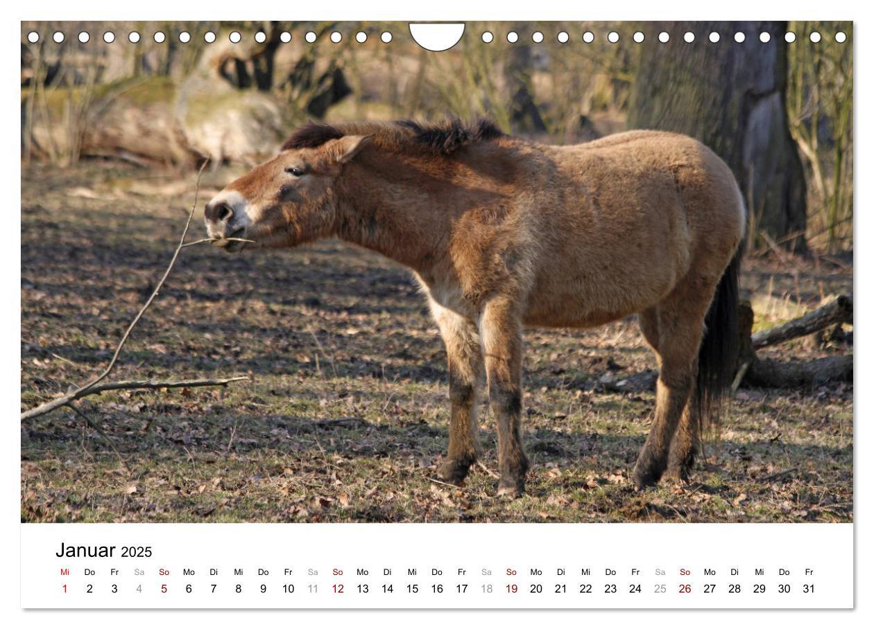 Bild: 9783435342495 | Faszination Przewalski-Pferde (Wandkalender 2025 DIN A4 quer),...