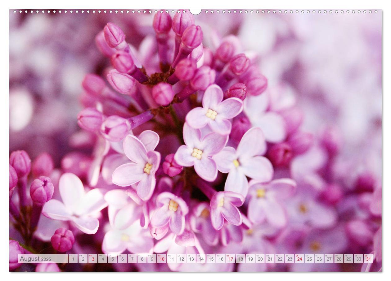 Bild: 9783435332465 | Fliederblüte (hochwertiger Premium Wandkalender 2025 DIN A2 quer),...