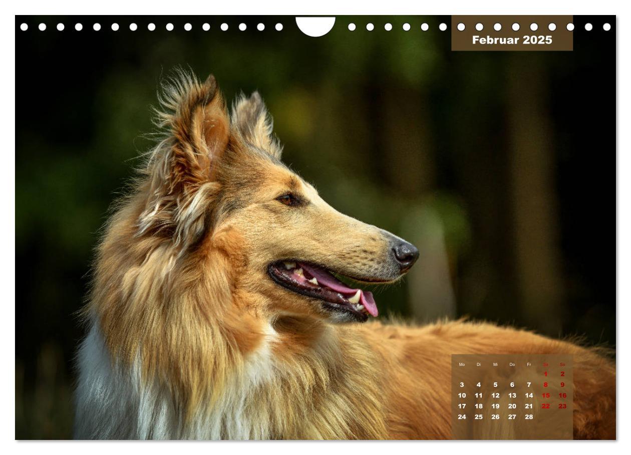 Bild: 9783435110919 | Typisch Collie (Wandkalender 2025 DIN A4 quer), CALVENDO...