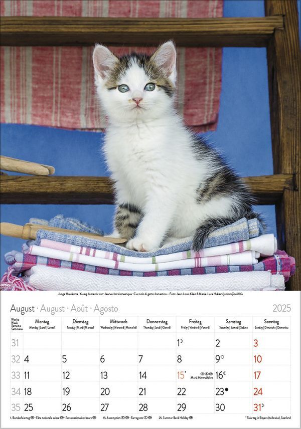 Bild: 9783731876168 | Katzen 2025 | Korsch Verlag | Kalender | Spiralbindung | 13 S. | 2025