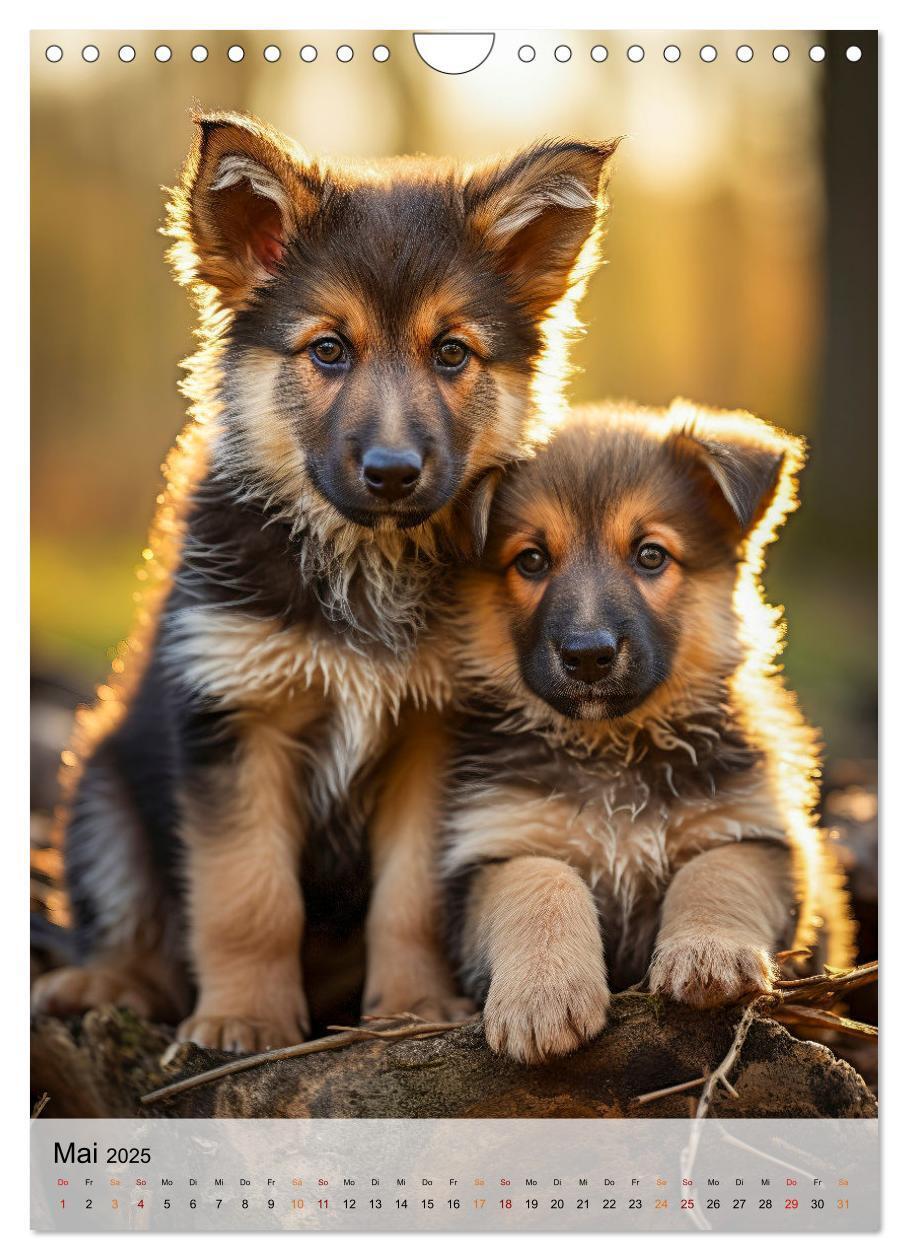 Bild: 9783383773389 | Deutscher Schäferhund - mutig und zuverlässig (Wandkalender 2025...