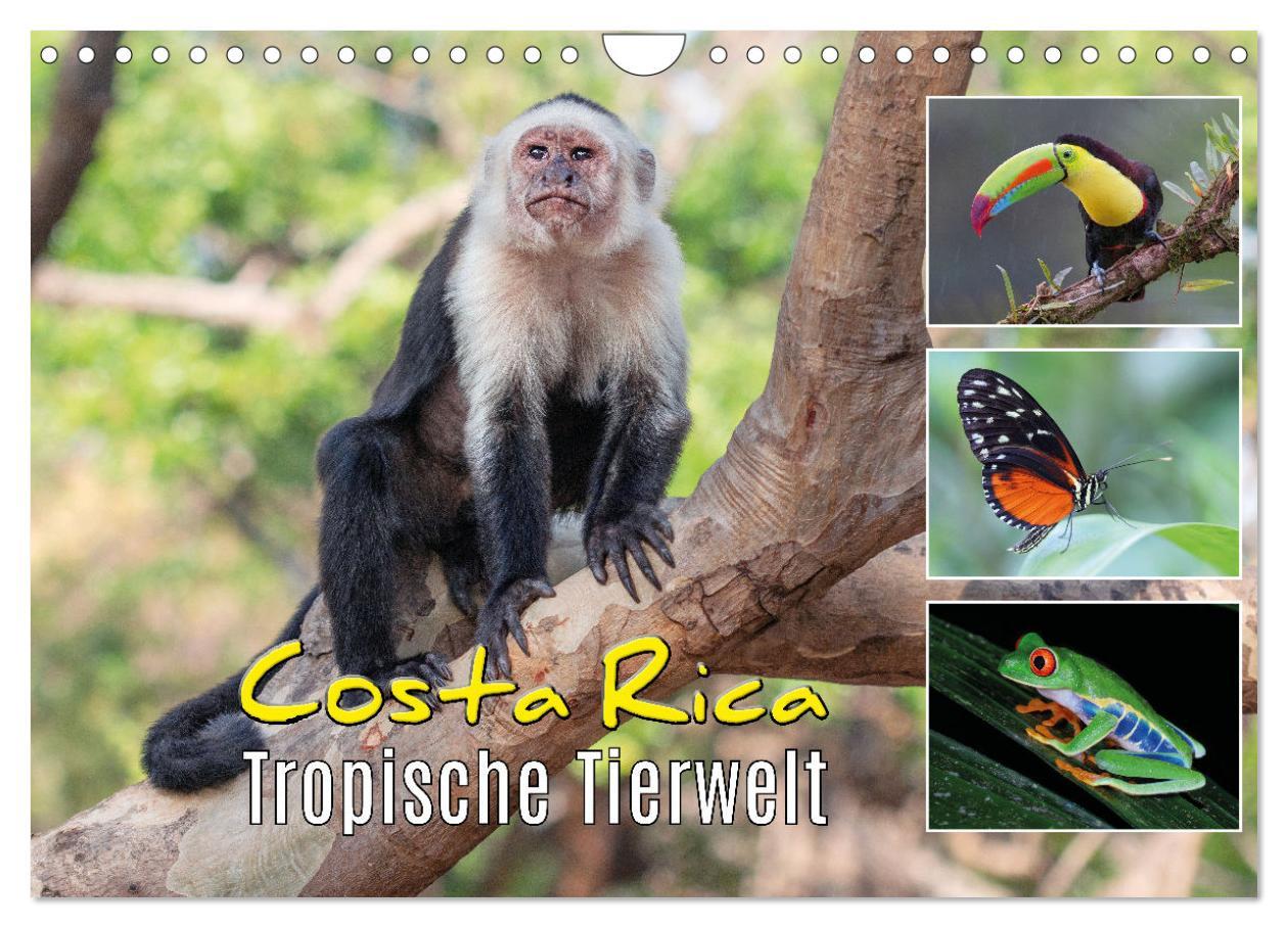 Cover: 9783383980756 | Costa Rica - Tropische Tierwelt (Wandkalender 2025 DIN A4 quer),...