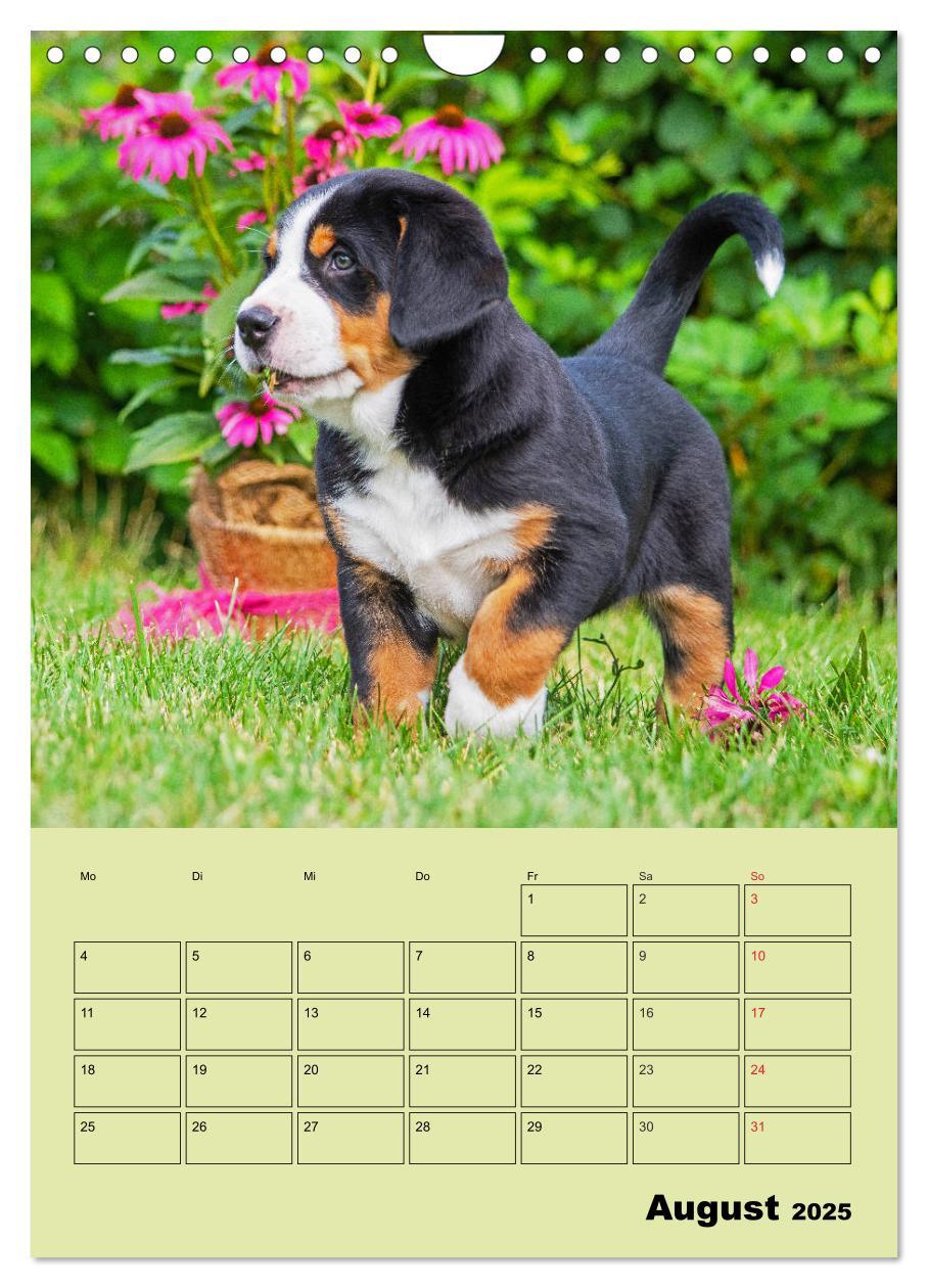 Bild: 9783435960323 | Familienplaner Großer Schweizer Sennenhund (Wandkalender 2025 DIN...