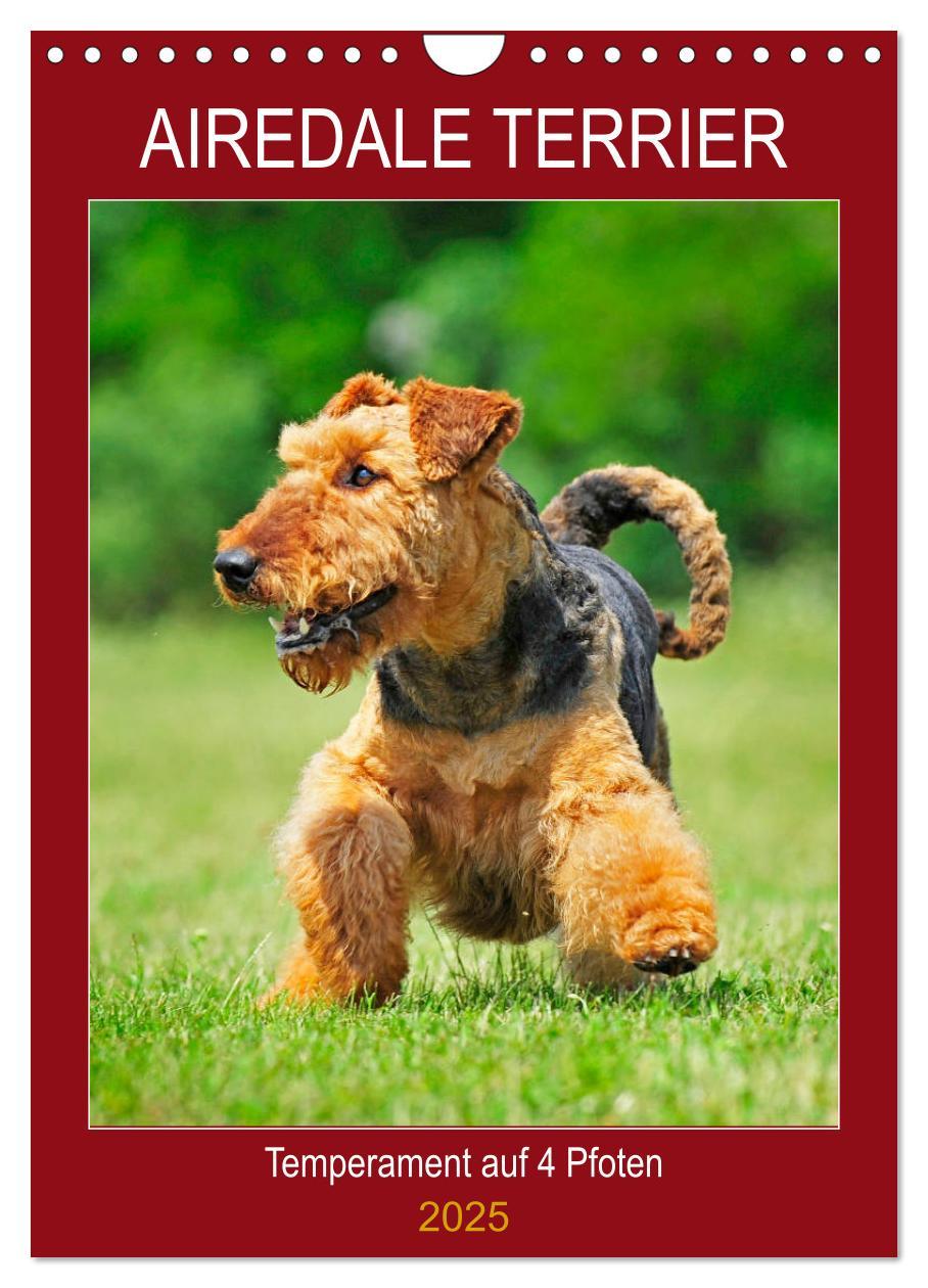 Cover: 9783435960866 | Airedale Terrier - Temperament auf 4 Pfoten (Wandkalender 2025 DIN...