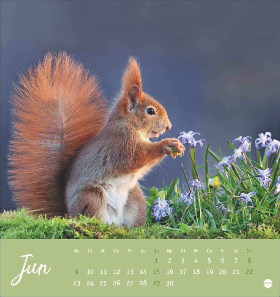 Bild: 9783756407071 | Eichhörnchen Postkartenkalender 2025 | Kalender | Spiralbindung | 2025