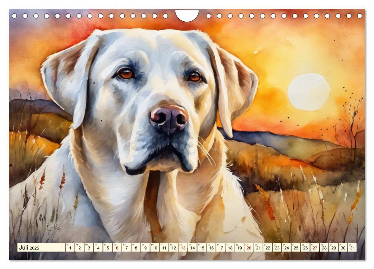 Bild: 9783383822575 | Voller Kraft und Energie - Labrador-Retriever (Wandkalender 2025...