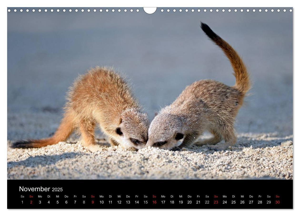 Bild: 9783435782123 | Lustige Erdmännchen (Wandkalender 2025 DIN A3 quer), CALVENDO...