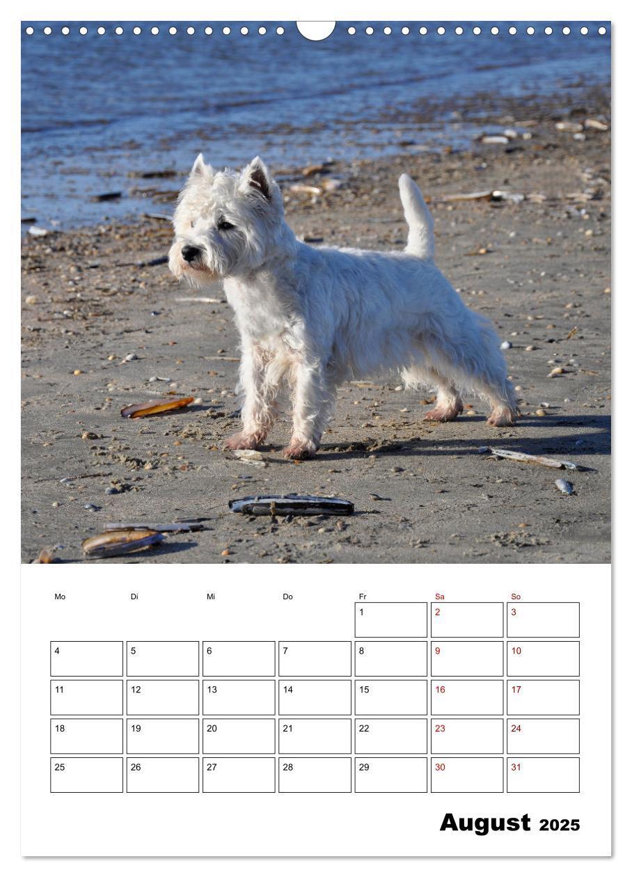 Bild: 9783435887842 | West Highland White Terrier - Herzensbrecher auf vier Pfoten...