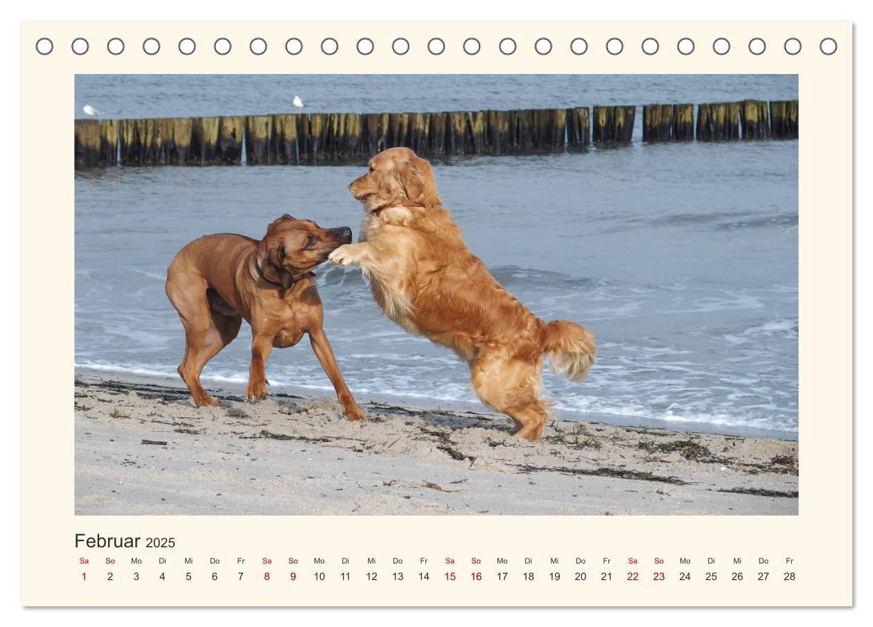 Bild: 9783435352623 | Rhodesian Ridgeback Power aus Südafrika (Tischkalender 2025 DIN A5...