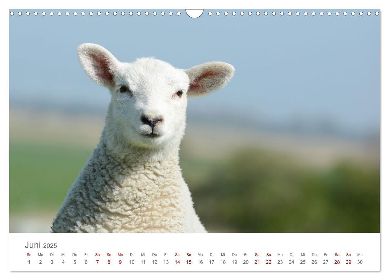 Bild: 9783435052370 | Lämmer auf dem Deich (Wandkalender 2025 DIN A3 quer), CALVENDO...