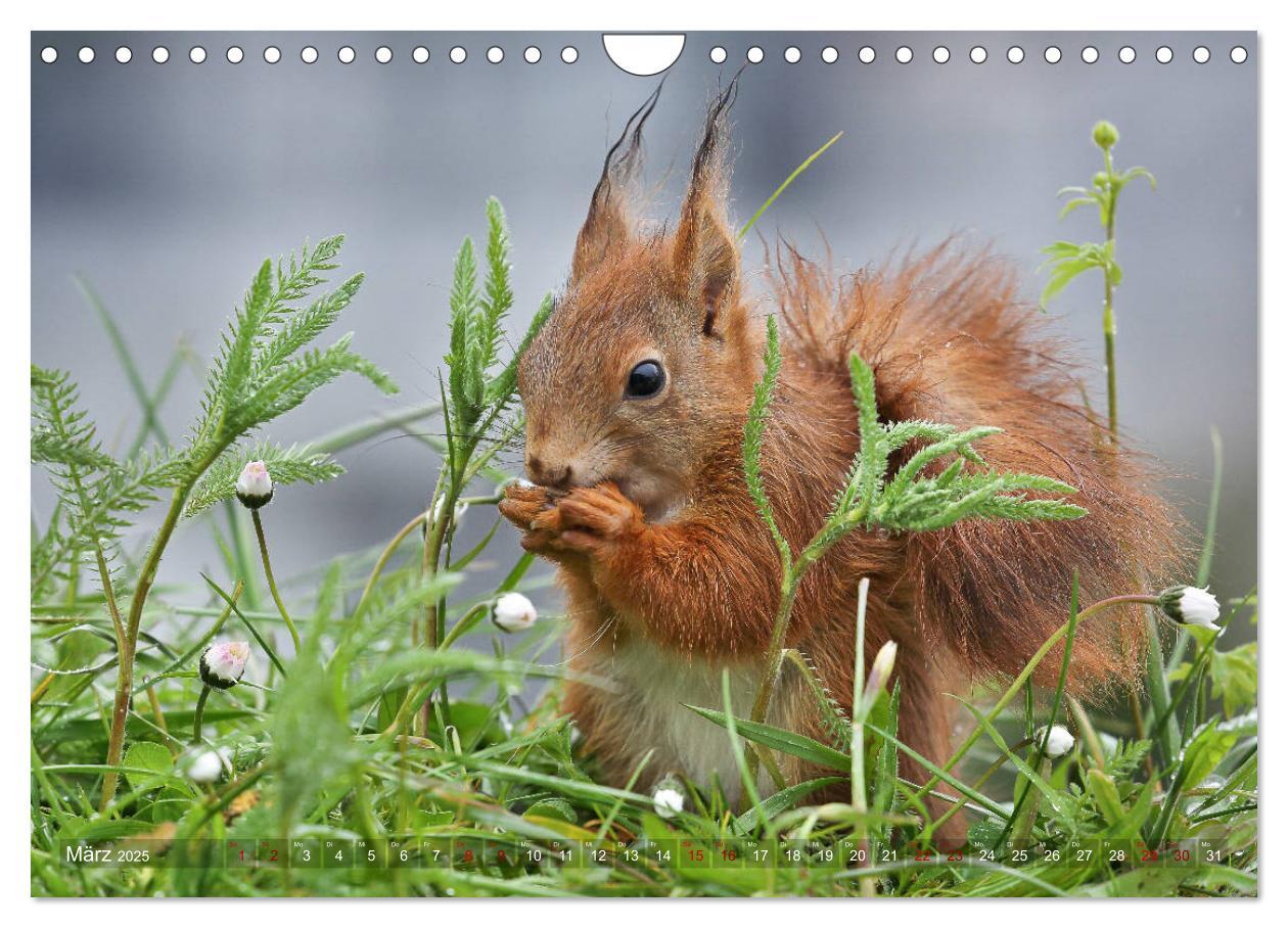 Bild: 9783435280285 | Eichhörnchen in zauberhaften Posen (Wandkalender 2025 DIN A4 quer),...