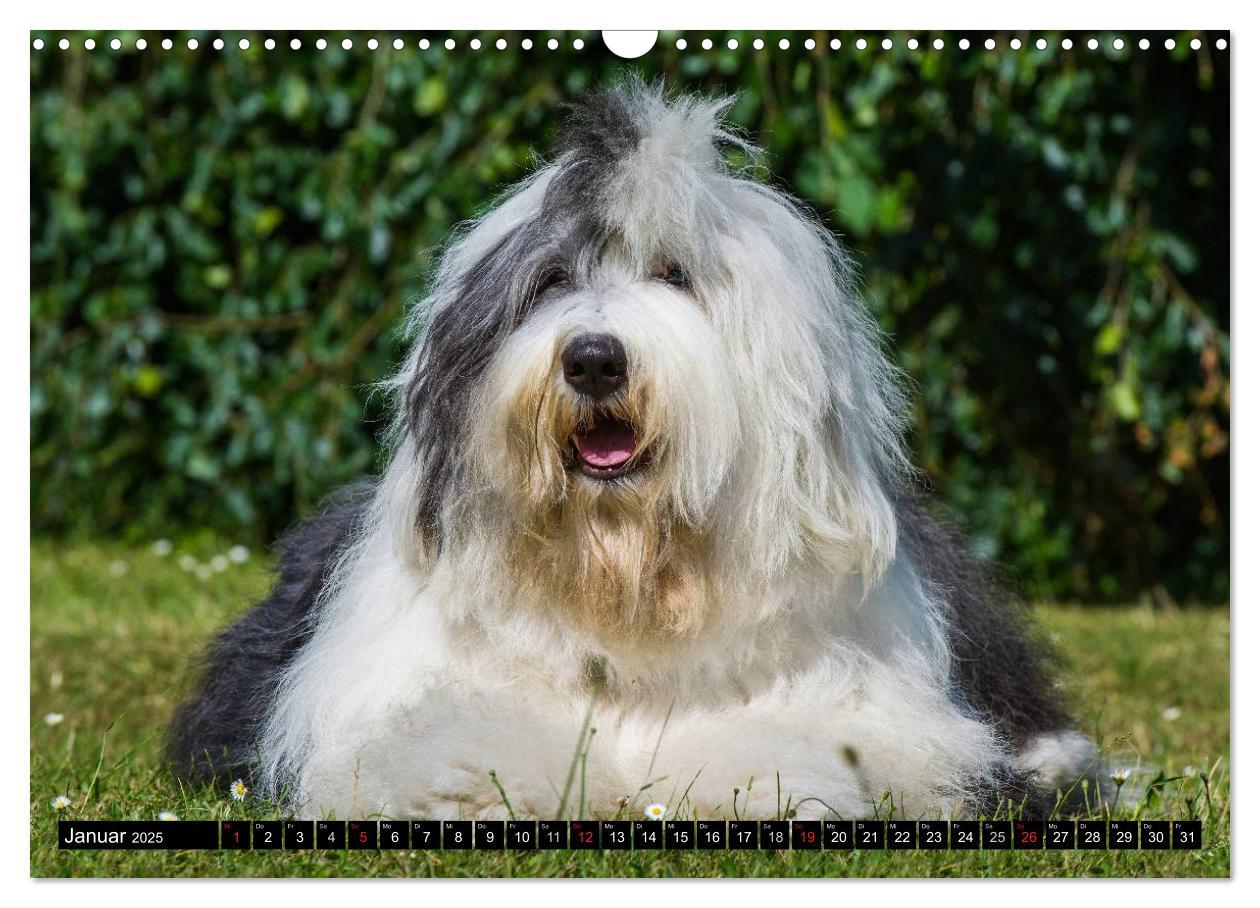 Bild: 9783435571680 | Traumhund Bobtail (Wandkalender 2025 DIN A3 quer), CALVENDO...