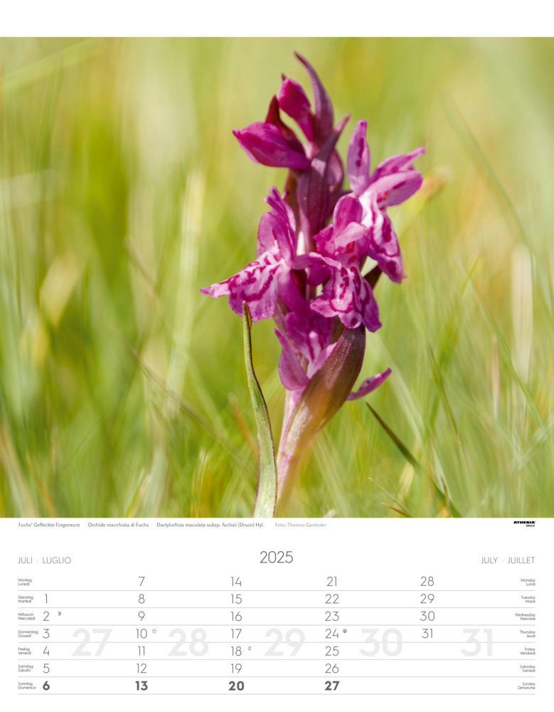 Bild: 9788868397425 | Alpenblumen Kalender 2025 | Fiori alpini - Alpine flowers | Verlag