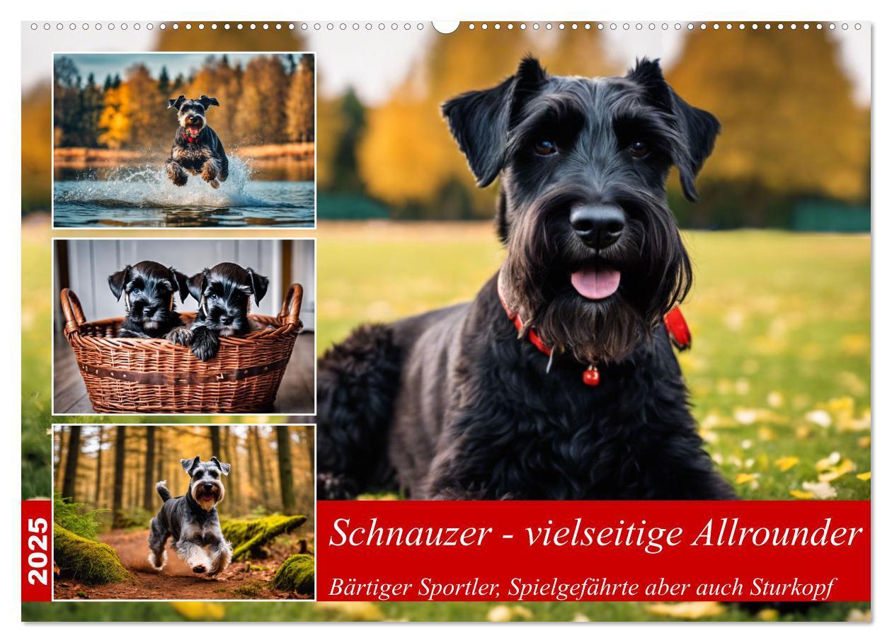 Cover: 9783457037423 | Schnauzer - vielseitige Allrounder (Wandkalender 2025 DIN A2 quer),...