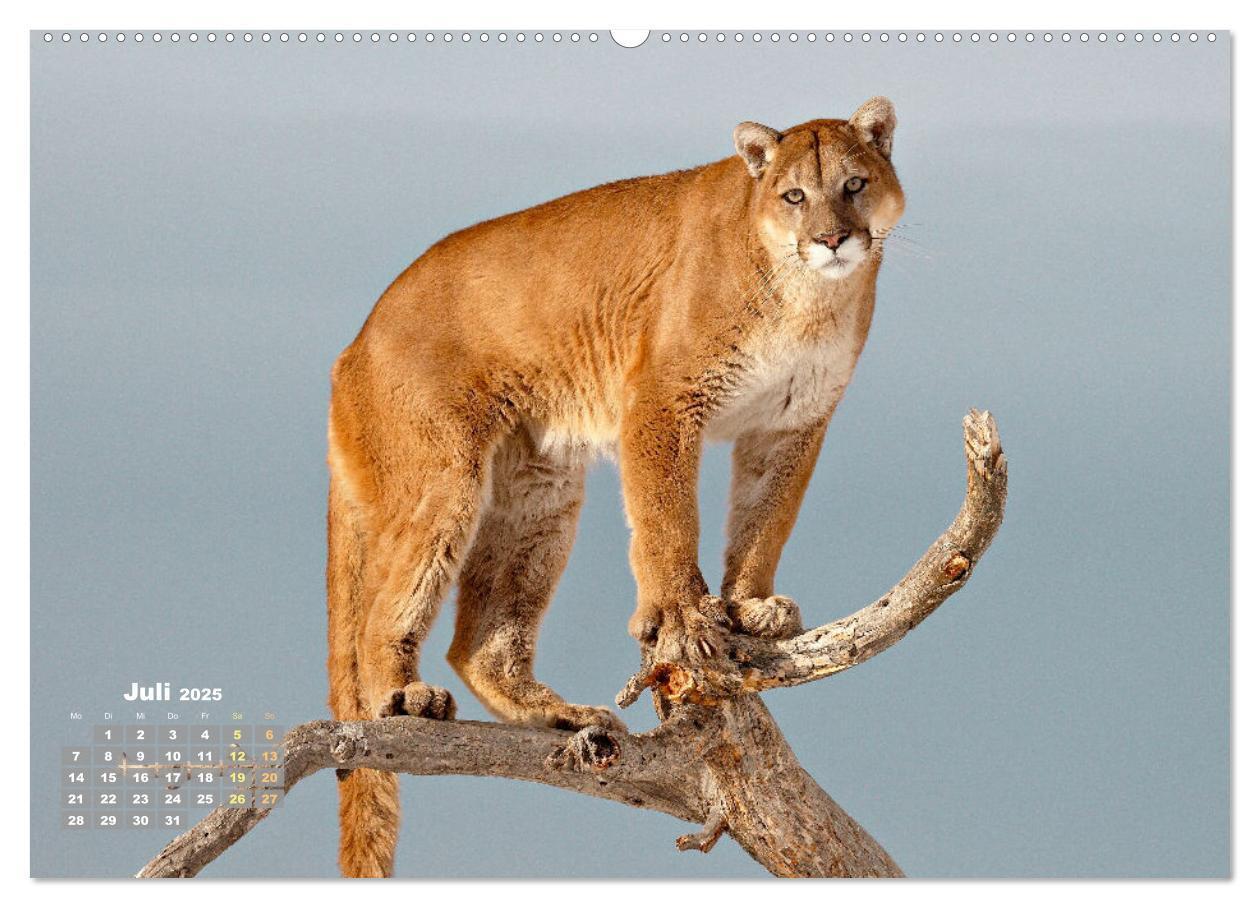 Bild: 9783383778278 | Puma: Auf leisen Pfoten (hochwertiger Premium Wandkalender 2025 DIN...