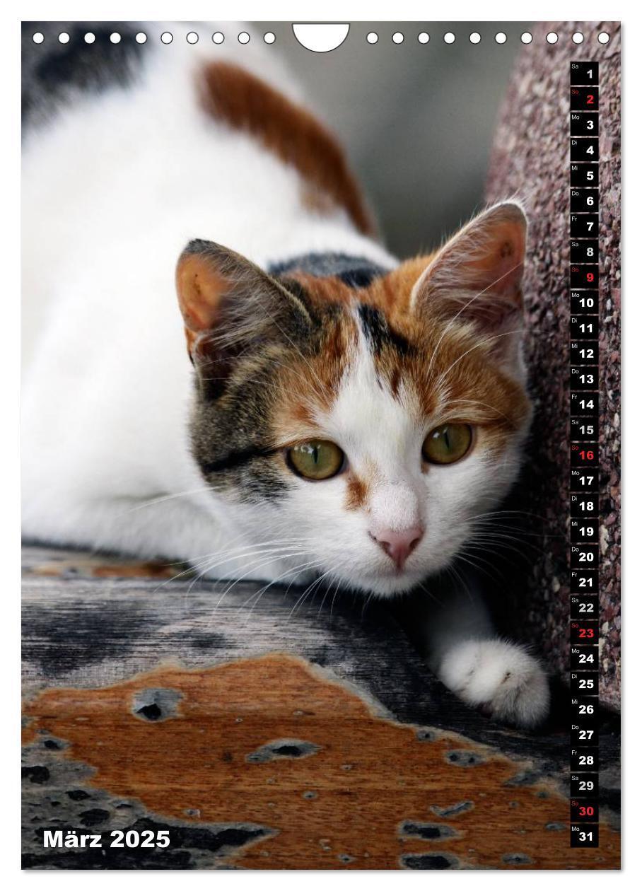 Bild: 9783457087084 | Istanbuls Katzen (Wandkalender 2025 DIN A4 hoch), CALVENDO...