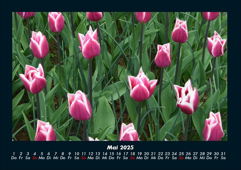 Bild: 9783755993346 | Blumenkalender 2025 Fotokalender DIN A4 | Tobias Becker | Kalender