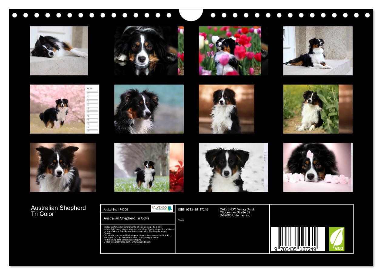 Bild: 9783435187249 | Australian Shepherd Tri Color (Wandkalender 2025 DIN A4 quer),...