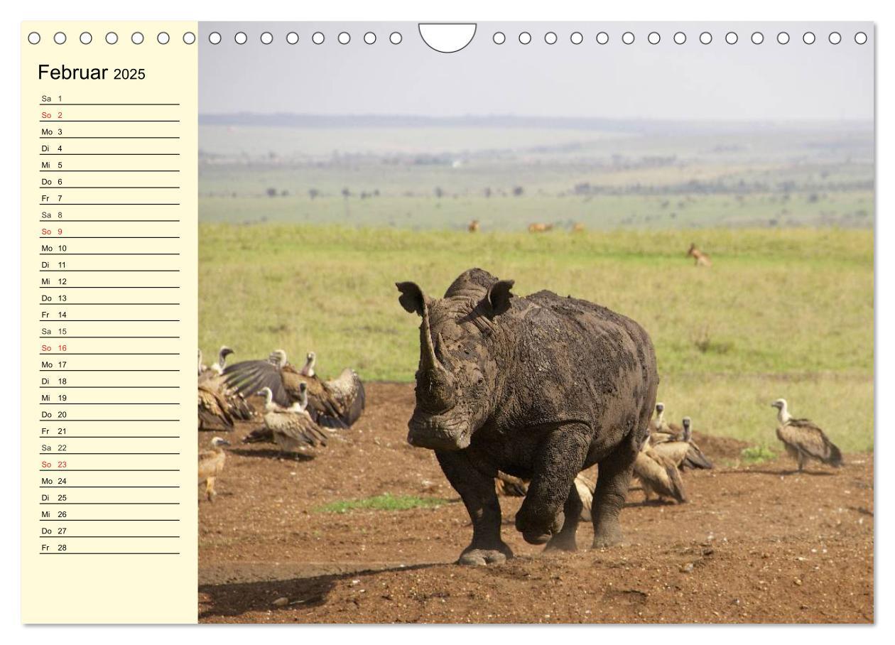 Bild: 9783435494118 | Afrika. Tiere in freier Wildbahn (Wandkalender 2025 DIN A4 quer),...