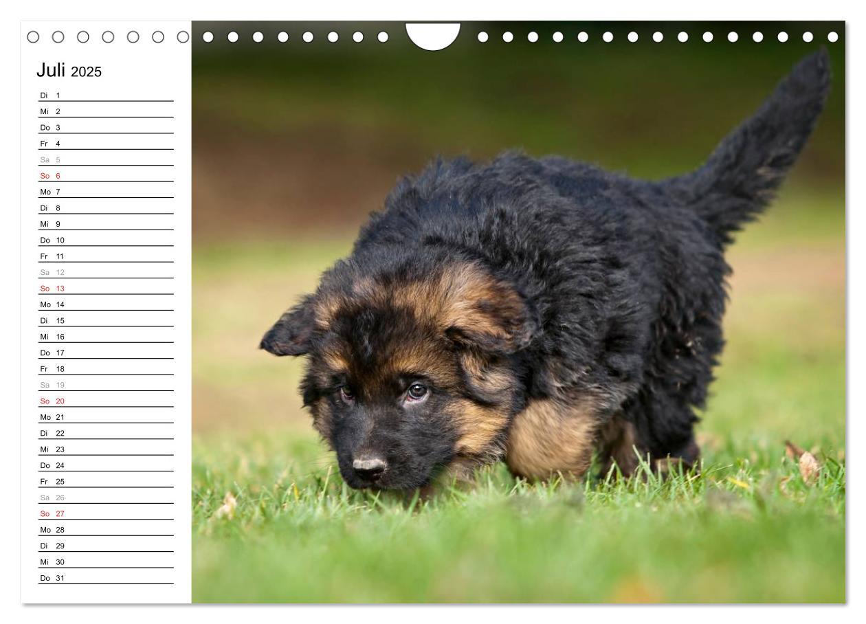 Bild: 9783435474912 | Deutscher Schäferhund - Welpen (Wandkalender 2025 DIN A4 quer),...