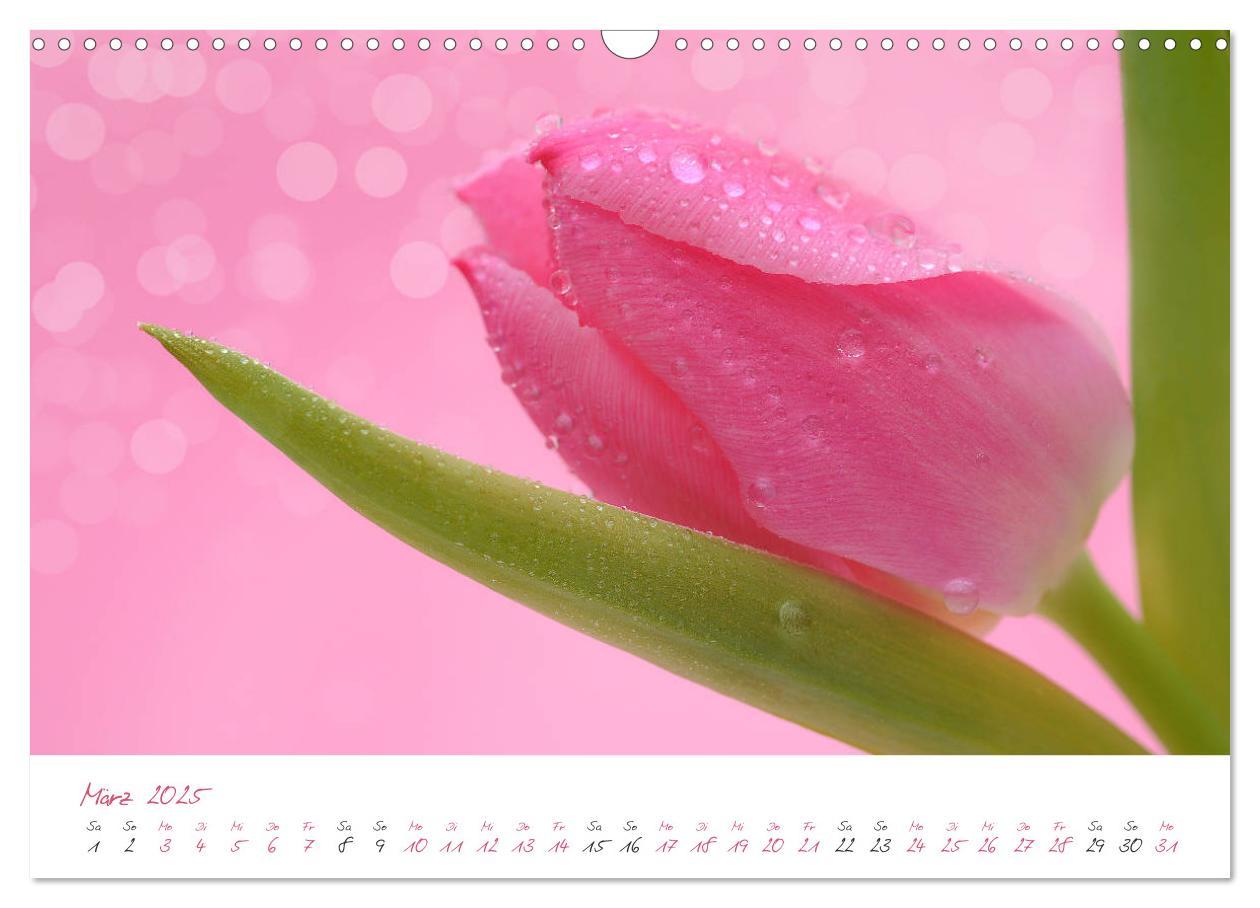 Bild: 9783435212743 | Blütenträume in violett und pink (Wandkalender 2025 DIN A3 quer),...