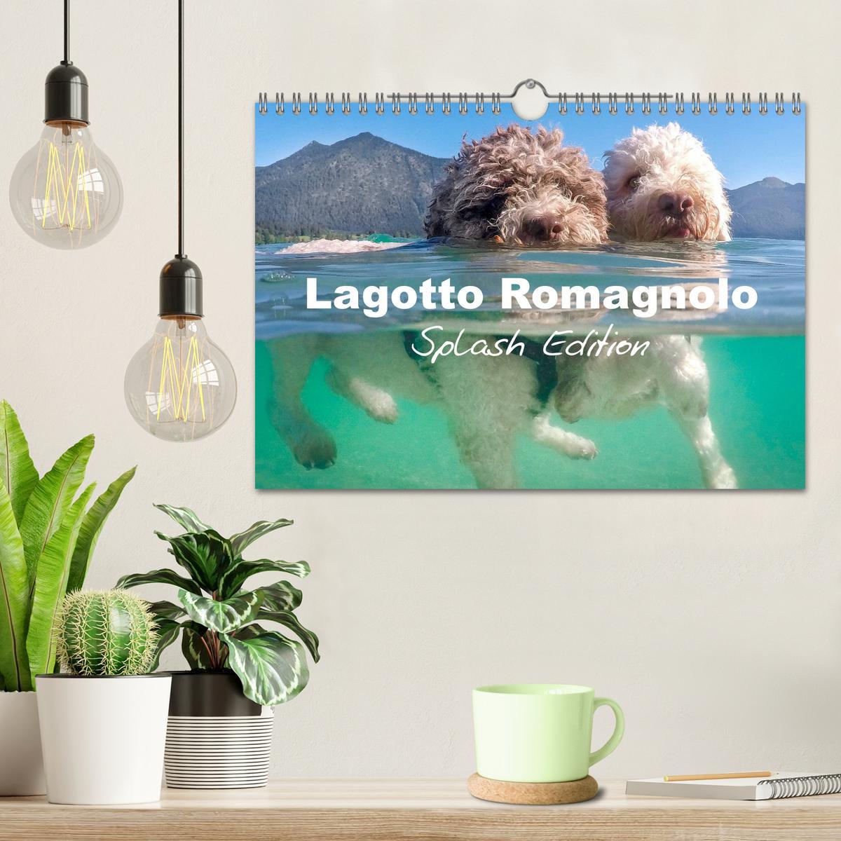 Bild: 9781325940905 | Lagotto Romagnolo Splash Edition (Wall Calendar 2025 DIN A4...