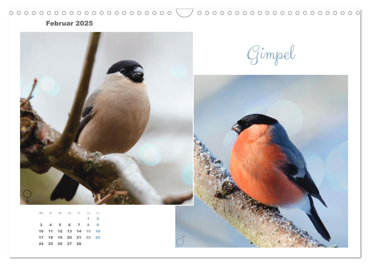 Bild: 9783435059294 | Vogel-Pärchen (Wandkalender 2025 DIN A3 quer), CALVENDO Monatskalender