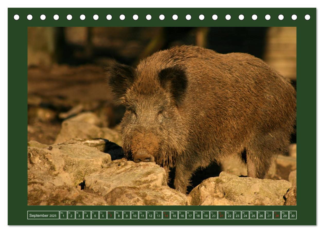 Bild: 9783435776429 | Schweinkram - Die Wildschweine sind los (Tischkalender 2025 DIN A5...