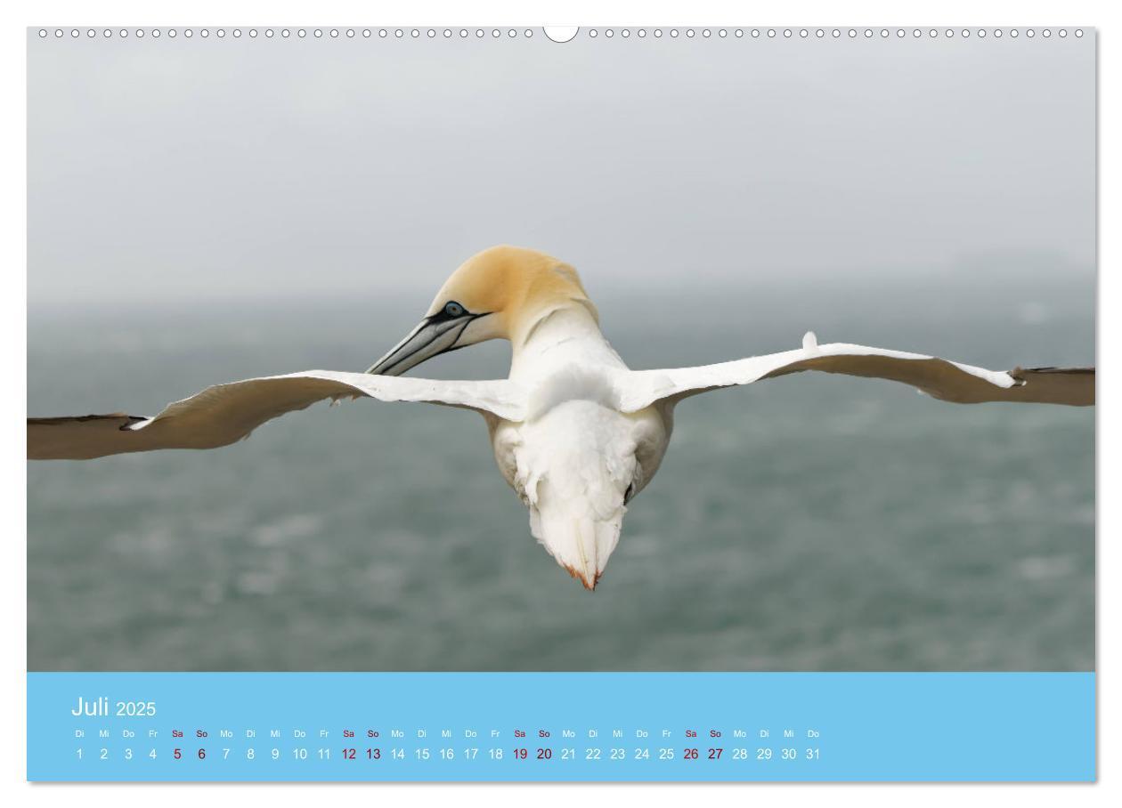 Bild: 9783457207581 | Basstölpel auf Helgoland - von Ostfriesenfotografie (Wandkalender...