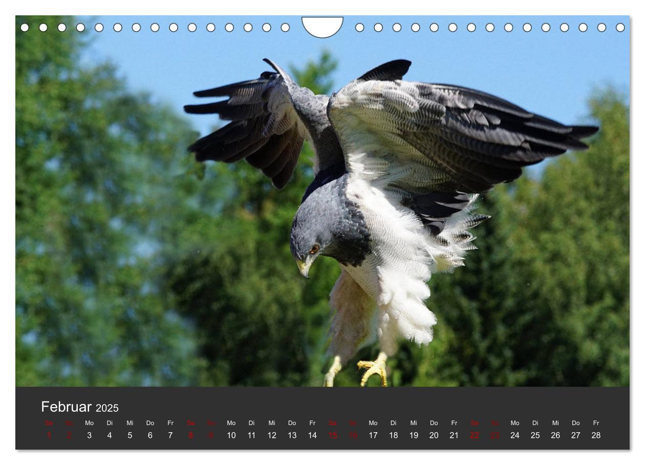 Bild: 9783435402946 | Faszination der Greifvögel und Geier (Wandkalender 2025 DIN A4...