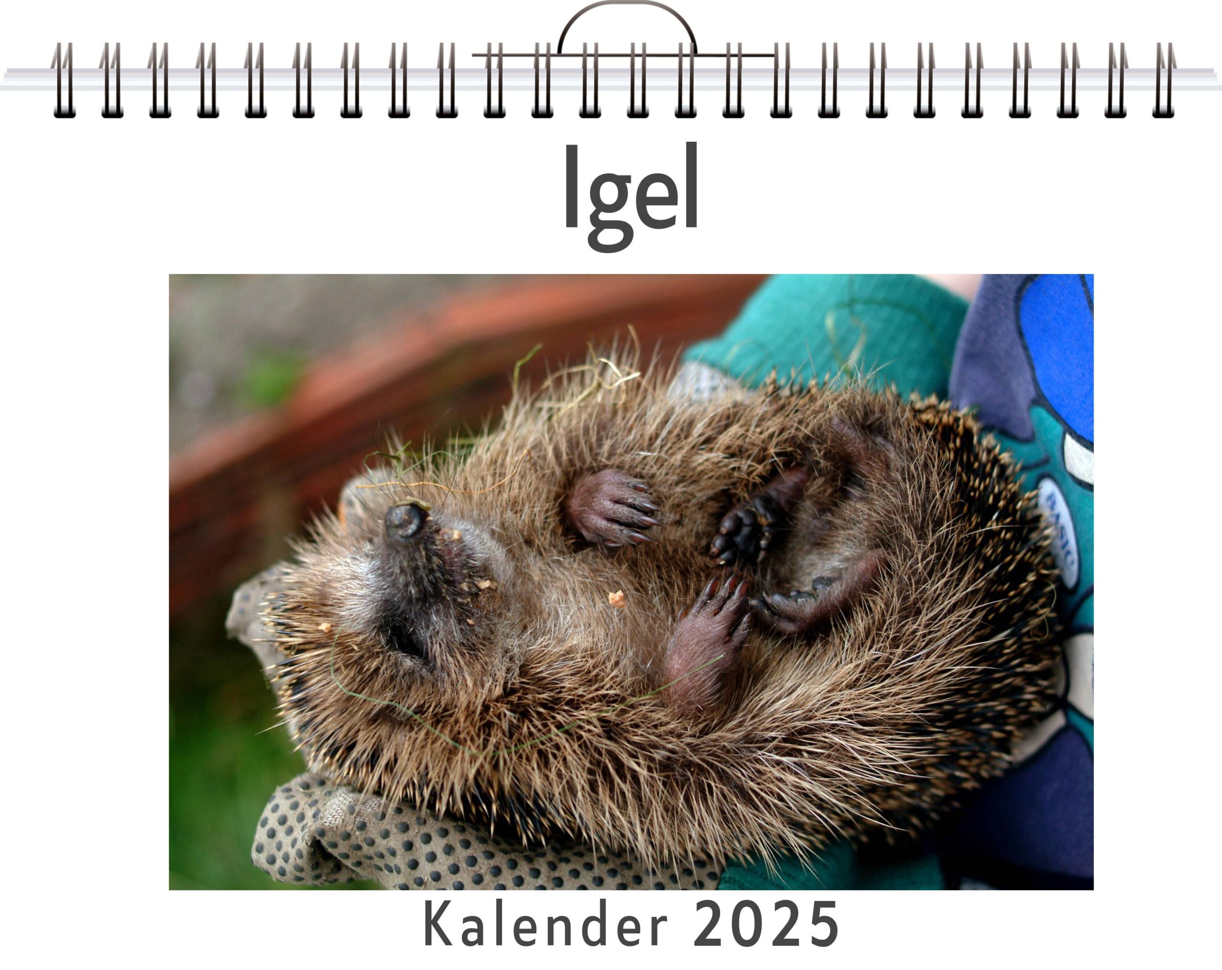 Cover: 9783759128461 | Igel | Lucy Koch | Kalender | Kalender | 14 S. | Deutsch | FlipFlop