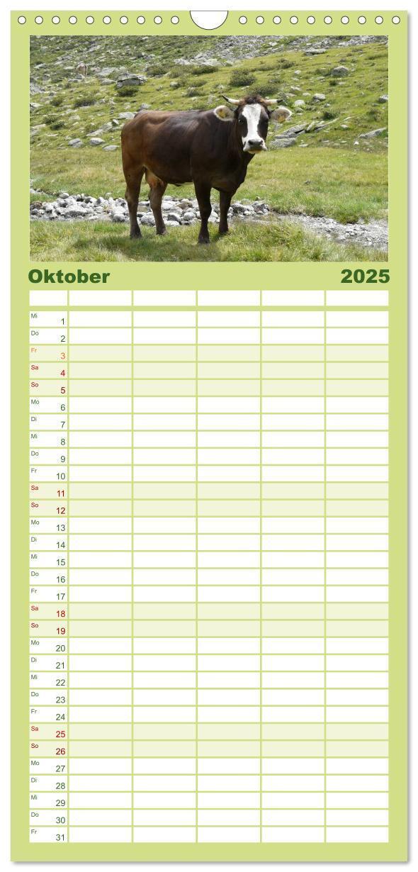 Bild: 9783457109571 | Familienplaner 2025 - Kühe mit Hörnern mit 5 Spalten (Wandkalender,...