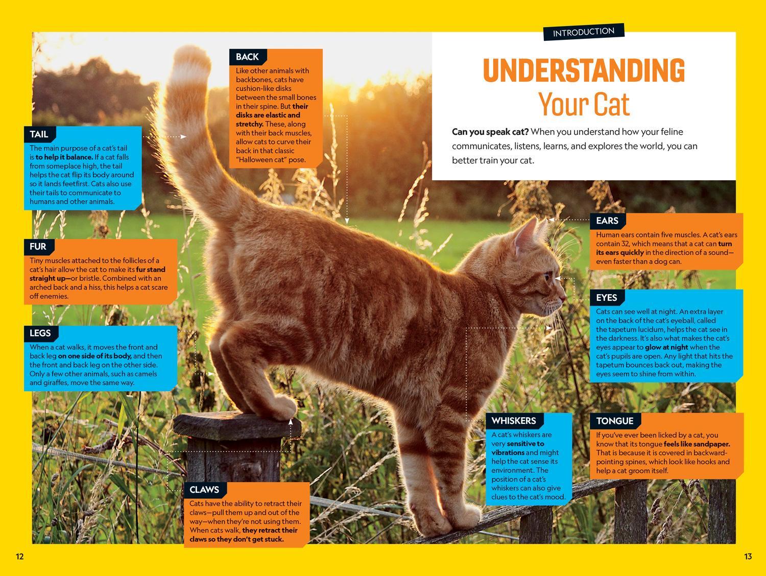 Bild: 9781426338465 | Pounce! a How to Speak Cat Training Guide | Gary Weitzman | Buch