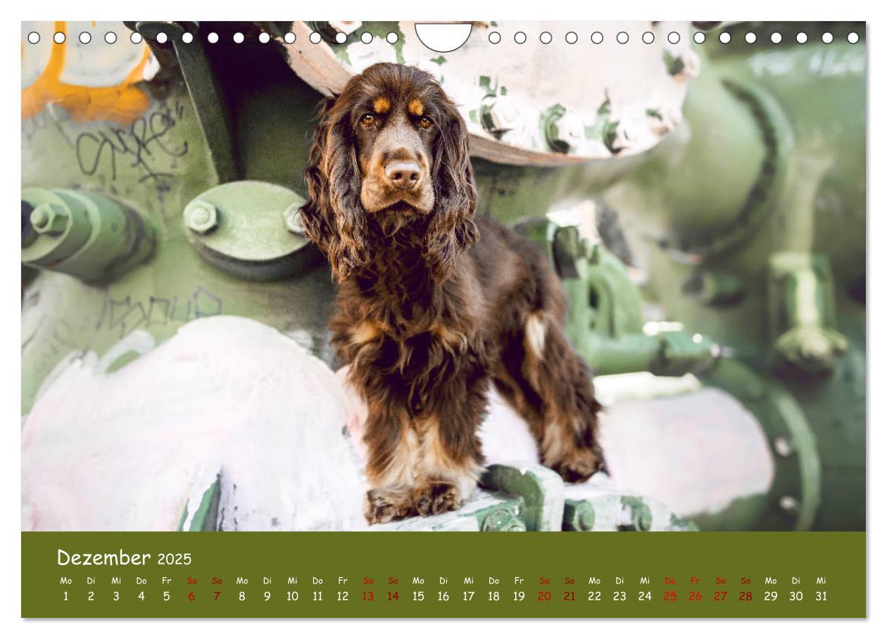 Bild: 9783435137305 | Elvis ein Engl. Cocker Spaniel wird Groß (Wandkalender 2025 DIN A4...