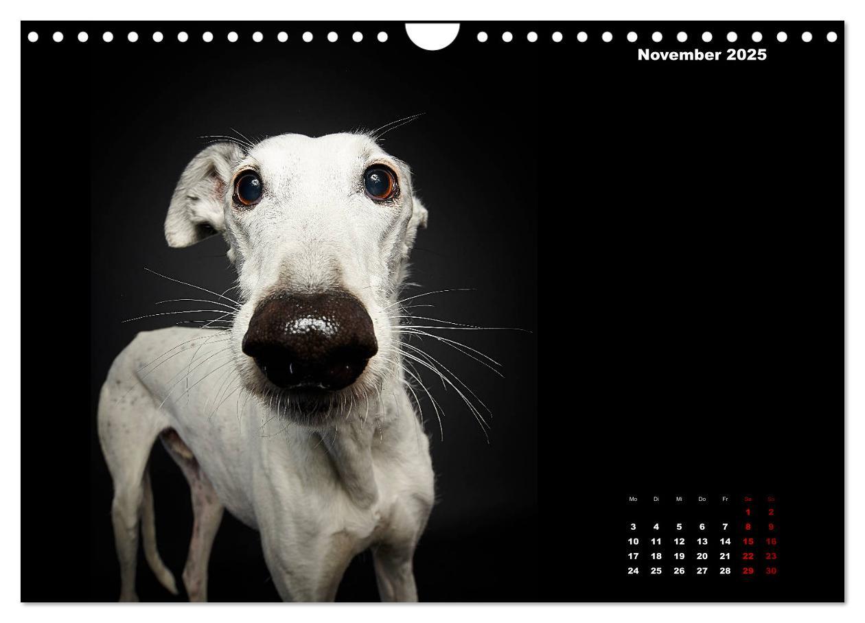 Bild: 9783435228911 | Die Stimme der Windhunde (Wandkalender 2025 DIN A4 quer), CALVENDO...