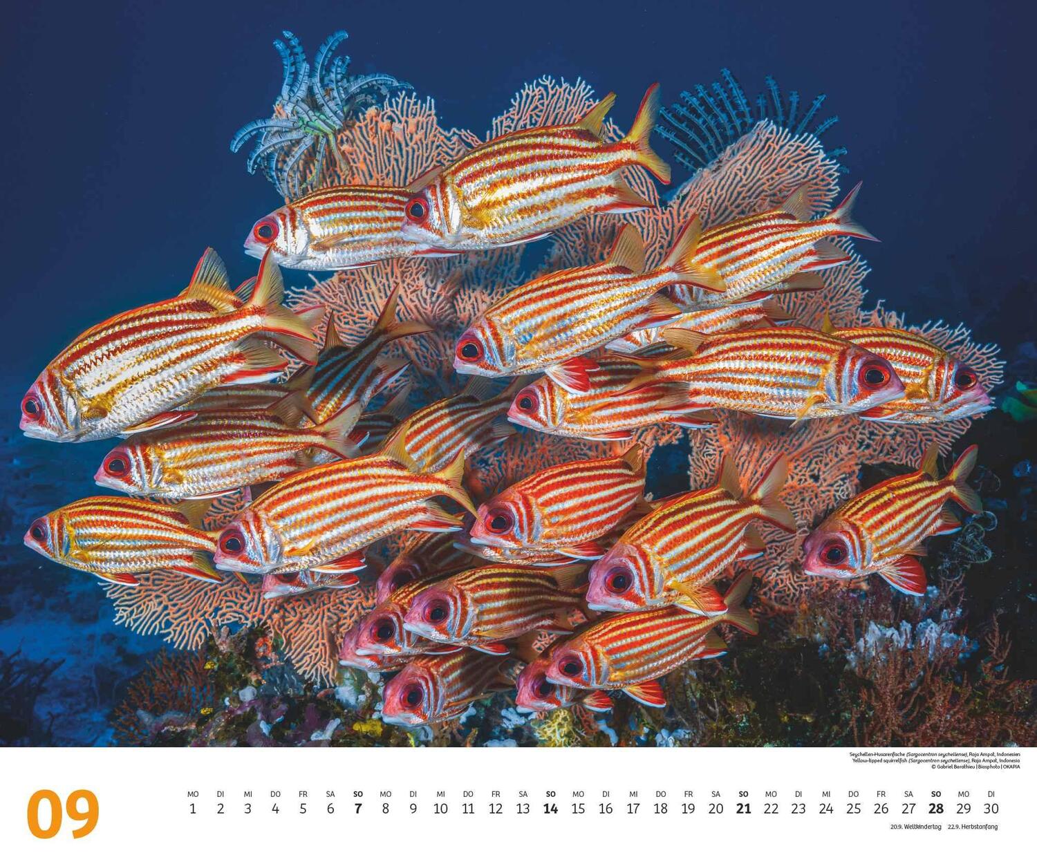 Bild: 4250809653983 | Fischschwärme 2025 - Unterwasser-Natur-Fotografie - Wandkalender 60...