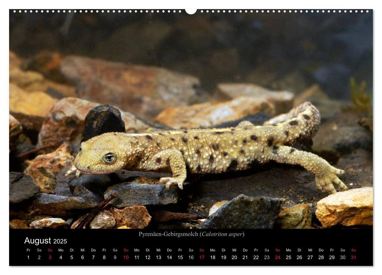 Bild: 9783435771837 | Salamander und Molche (Wandkalender 2025 DIN A2 quer), CALVENDO...