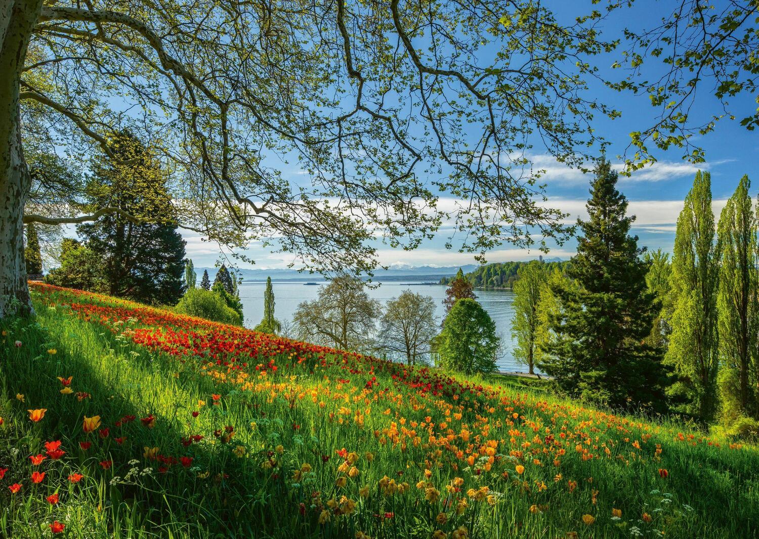 Bild: 4001504589677 | Frühlingsallee zur Tulpenblüte, Insel Mainau Puzzle 1.000 Teile - NEU