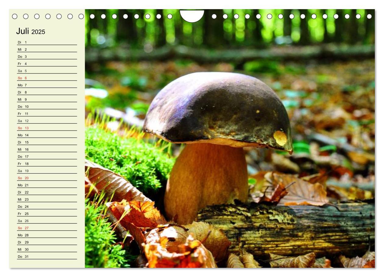 Bild: 9783435505586 | Pilze und Pilzgerichte (Wandkalender 2025 DIN A4 quer), CALVENDO...