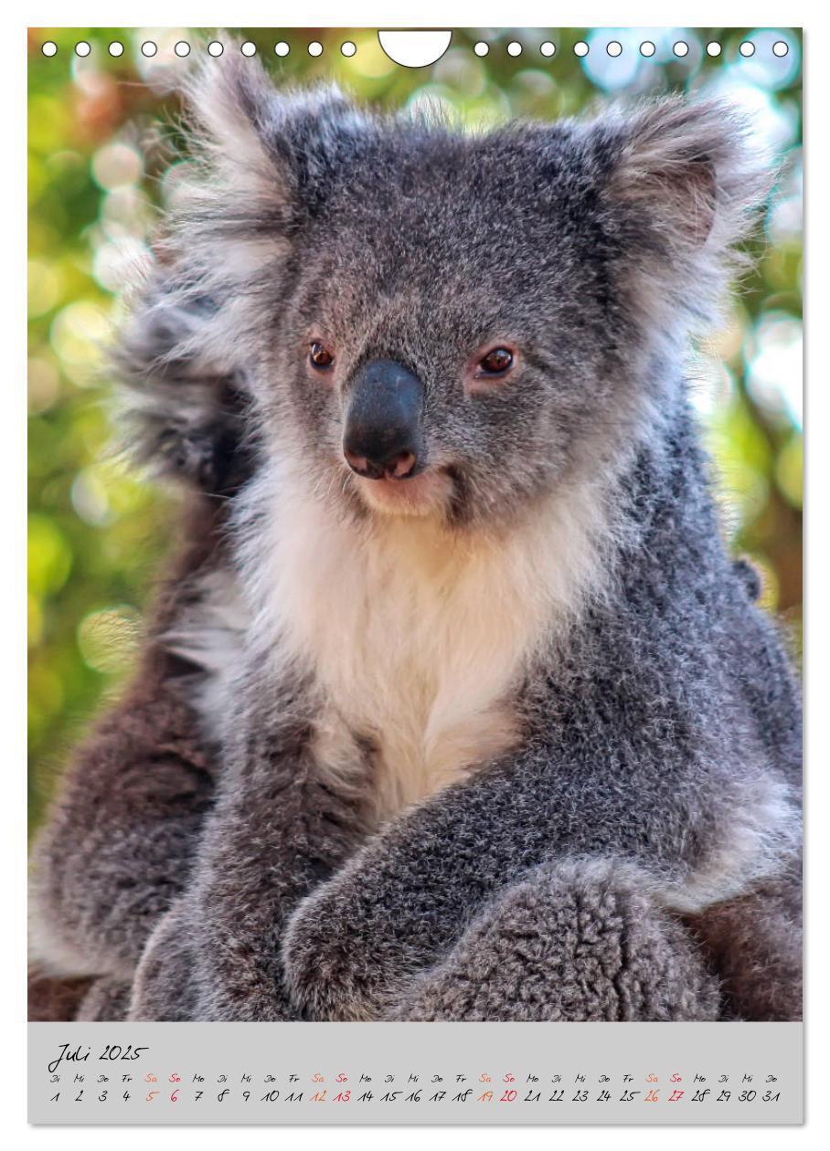 Bild: 9783435950577 | Koala, kleiner Bär (Wandkalender 2025 DIN A4 hoch), CALVENDO...