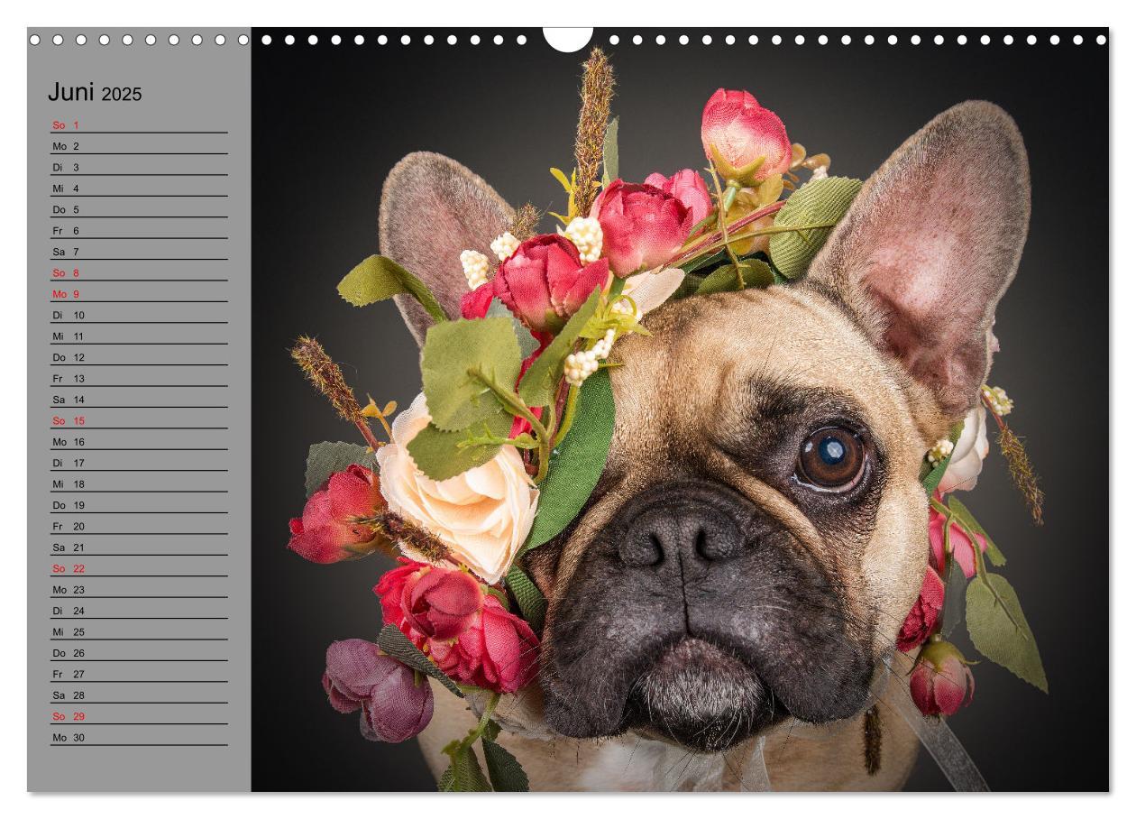 Bild: 9783435030927 | Bullymania - Französische Bulldoggen (Wandkalender 2025 DIN A3...