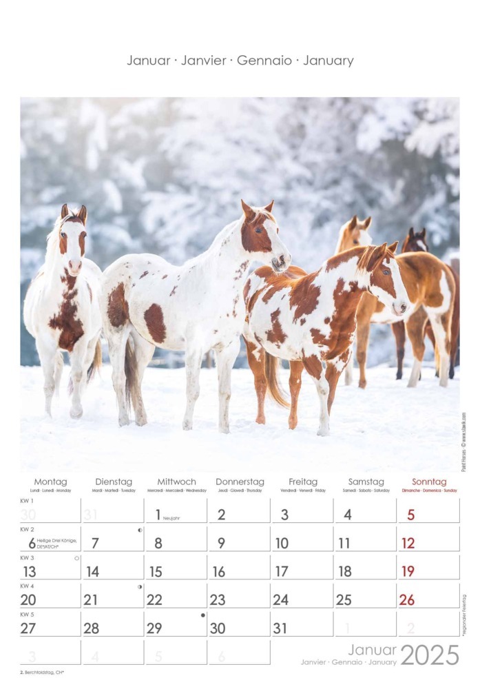 Bild: 4251732341022 | Alpha Edition - Pferde 2025 Wandkalender, 23,7x34cm, Bildkalender...