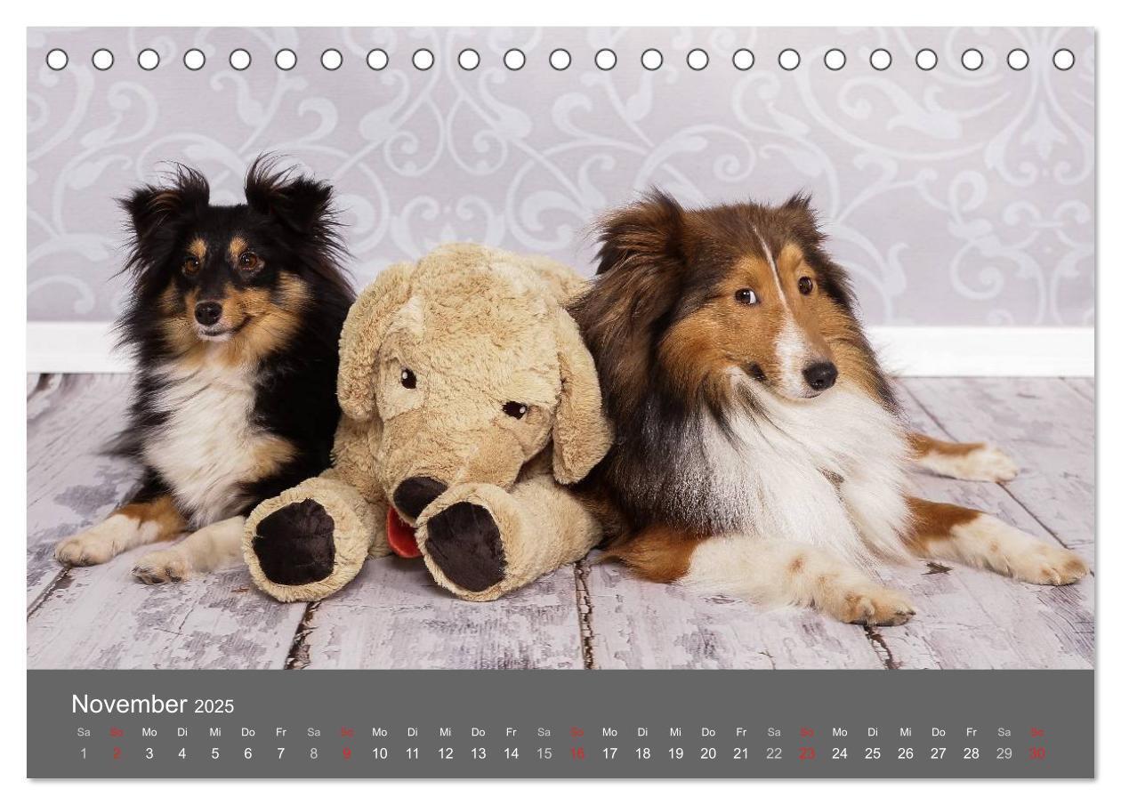 Bild: 9783435709786 | Shelties : Charmeure auf 4 Pfoten (Tischkalender 2025 DIN A5 quer),...