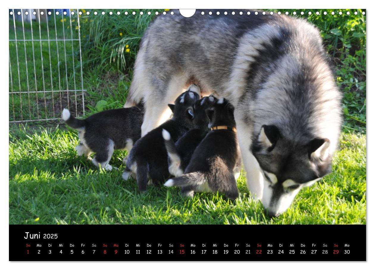 Bild: 9783435738939 | Huskys - Traumhunde (Wandkalender 2025 DIN A3 quer), CALVENDO...