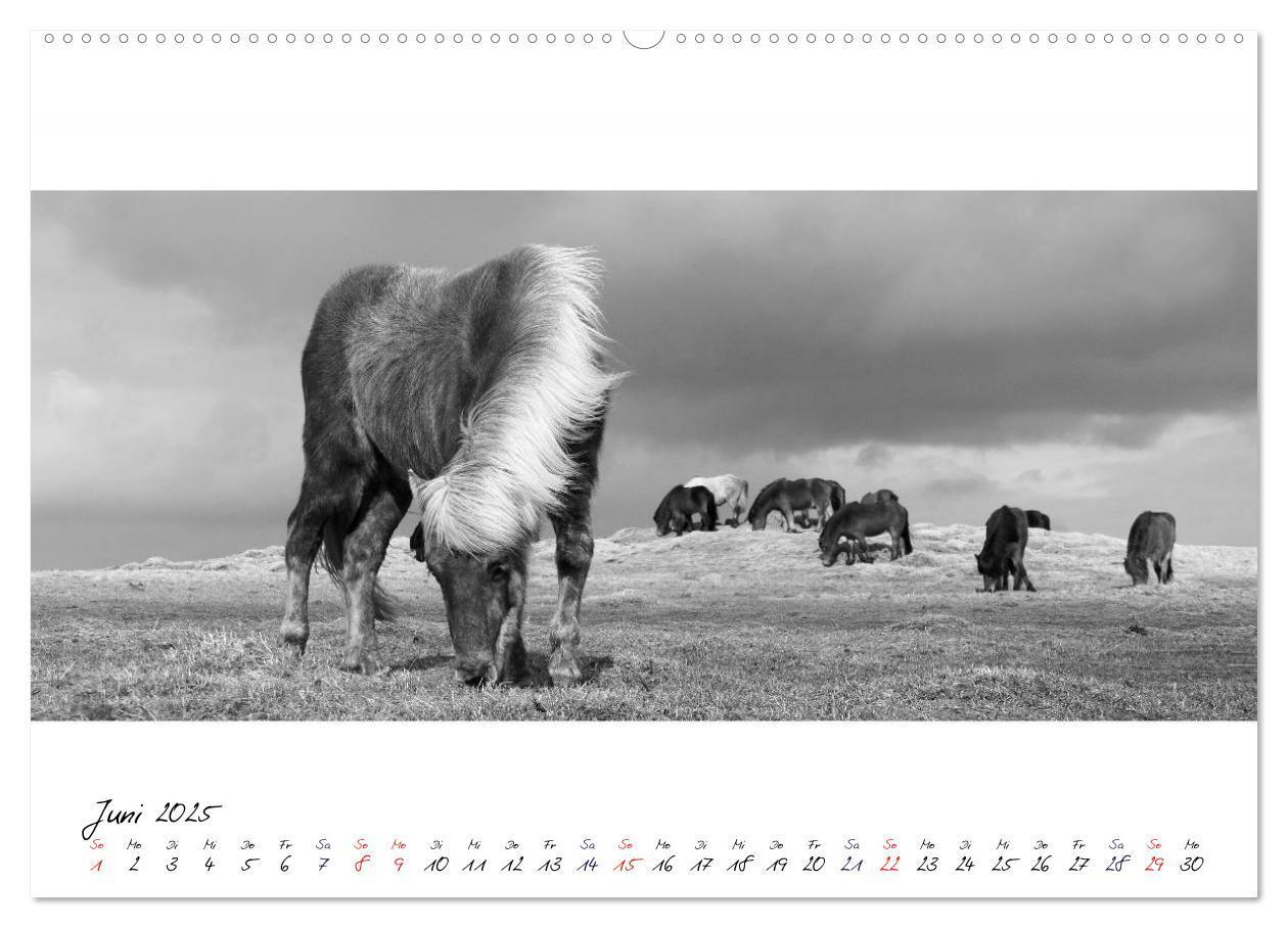 Bild: 9783435760251 | Islandpferde von Brimilsvellir (hochwertiger Premium Wandkalender...