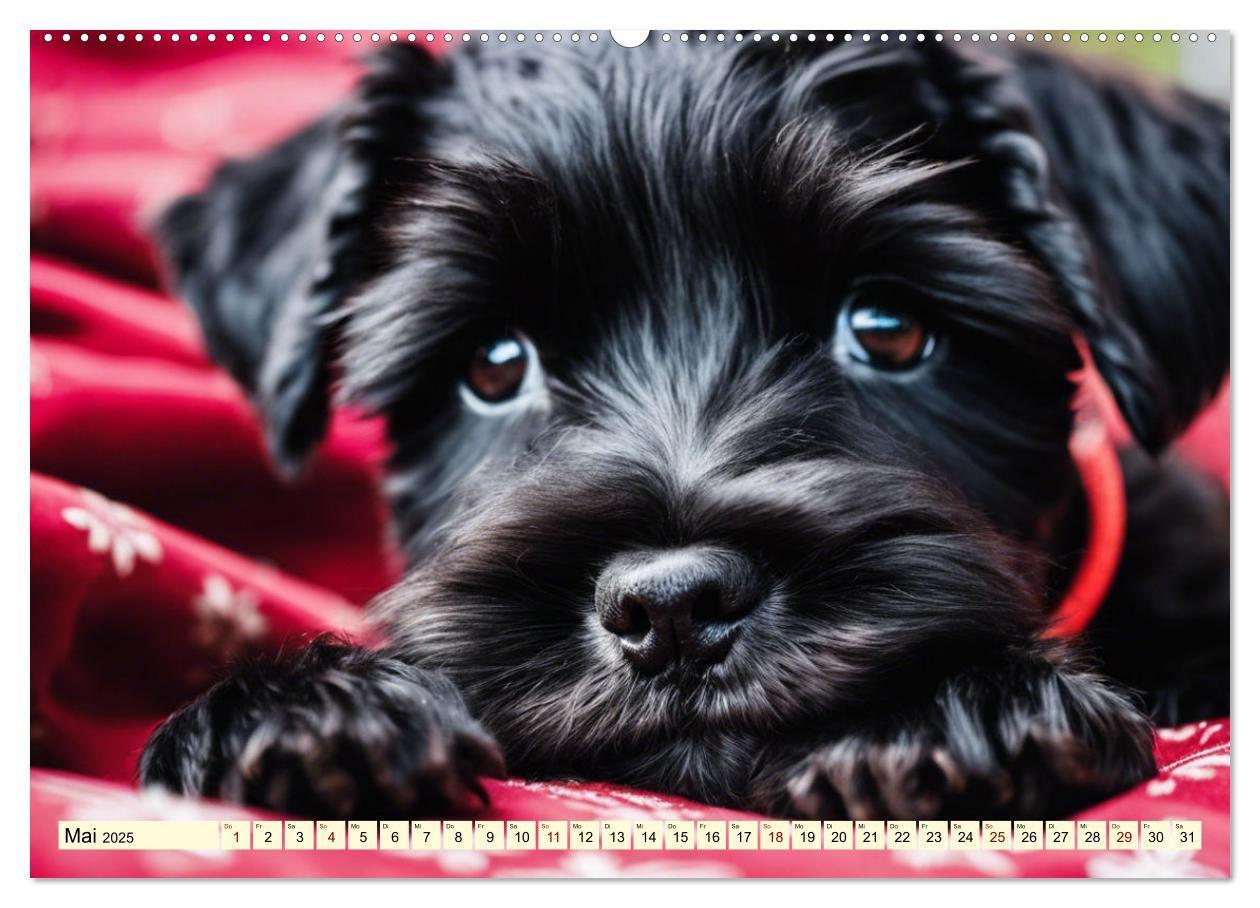 Bild: 9783457037423 | Schnauzer - vielseitige Allrounder (Wandkalender 2025 DIN A2 quer),...